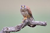 Common Kestrel with prey on a branch - Spain