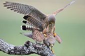 Common Kestrel mating on a branch - Spain