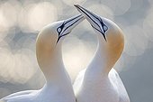 Northern Gannets pair in courtship display - Germany