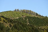 Plantation of Larch and Spruce on clearcutting - Vosges