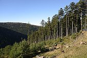 Scots Pine 'Wangenbourg' plantation - Vosges France ; Bois Bourgeois de Dabo<br>Forest decimated by the storm of December 1999 