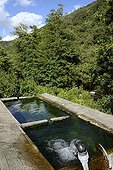 Hot sulfur spring - Corse France ; old spa<br>cons below the river Taravo