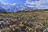 Crocus flowering on the plateau du Truc - Alpes France  ; Mont Blanc - Contamines area - Cottages Miage