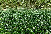 Ramsons flowers bloom undergrowth - Lavours marsh France