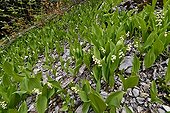 Lily of the Valley flowering mountain - Alpes France  ; Contains convallarine close substance digitalis and used in medicine for the treatment of cardiac disorders.