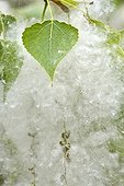 Cottony poplar fruits - Bugey France 