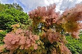 European smoketree blomm in a garden - France