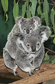 Koala female and Joey - Queensland Australia
