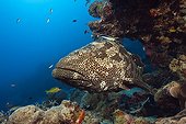 Malabar Grouper in reef - Great Barrier Reef Australia