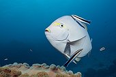 Elongate Surgeonfish cleaned by Cleaner Wrasse - Australia