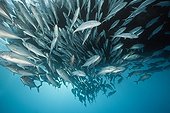Shoal of Bigeye Trevally - Great Barrier Reef Australia
