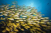 Bigeye Snapper and Fivelined Snappers - Great Barrier Reef