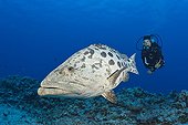 Scuba Diver and Potato Cod - Great Barrier Reef Australia