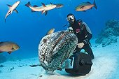 Scuba Diver and Potato Cod - Great Barrier Reef Australia ; Cod Hole Fish feeding