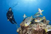 Diver and Diagonal-banded Sweetlips - Great Barrier Reef