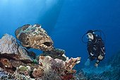 Scuba Diver and Flowery Grouper - Great Barrier Reef