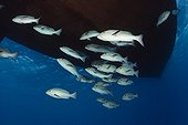 Shoal of Red Snapper under a boat - Great Barrier Reef