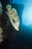 Barramundi Cod on reef - Great Barrier Reef Australia