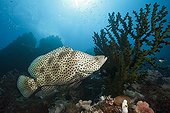 Barramundi Cod on reef - Great Barrier Reef Australia