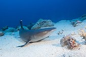 Whitetip Reef Shark on sand - Great Barrier Reef Australia