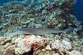 Whitetip Reef Shark on reef - Great Barrier Reef Australia