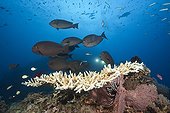 Elongate Surgeonfish on reef - Great Barrier Reef Australia