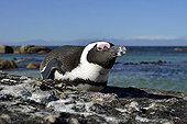 Jackass Penguin lying on rock - False Bay South Africa
