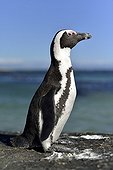 Jackass Penguin on rock - False Bay South Africa