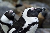 Portrait of Jackass Penguins - False Bay South Africa