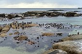 Jackass Penguins on rocky coast - False Bay South Africa