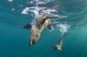 Cape fur seals playing in the water - South Africa