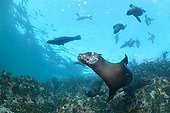 Cape fur seals playing in the water - South Africa