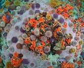 Sea Anemones and Sea urchins - False Bay South Africa