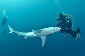 Diver and Blue Shark - South Africa  ; Diver stroking Lorenzini bulbs on the muzzle of a blue shark
