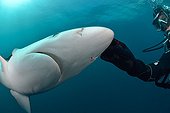 Diver and Blue Shark - South Africa  ; Diver stroking Lorenzini bulbs on the muzzle of a blue shark
