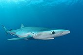 Blue shark - Cape of Good Hope South Africa