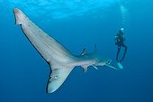 Blue shark and diver - Cape of Good Hope South Africa