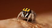 Male Peacock Jumping Spider - Australia ; One of the smallest of the Maratus species comming in at about 3mm.With its distinctive yellow colours .