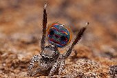 Male peacock spider showing his colorful abdomen - Australia ; performing mating dance to a female spider. 3rd legs are raised in the air and rear flap on abdomen is opened and raised. Showing the brilliant patterns and colours.