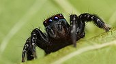Male Jumping Spider on a leaf - Australia ; with huge eyes ringed with orange coloring