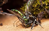 Male Jumper Spider feeding on a long legged fly - Australia