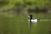 Tufted Duck on the water in the rain - Alsace Franc