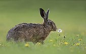 Brown Hare eating a dandelion at spring - GB