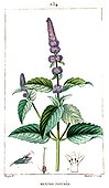 Botanical drawing of peppermint