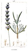Botanical drawing of fine lavender