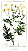 Botanical drawing of german chamomile