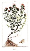 Botanical drawing of garden thyme