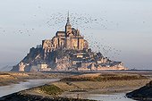 Weir Separator Couesnon - Bay of Mont Saint-Michel France ; Flight from Northern Lapwings
