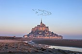 Brent Geese flying above the Mont Saint-Michel - France