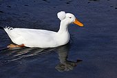 Duck white bobble on the water - France
